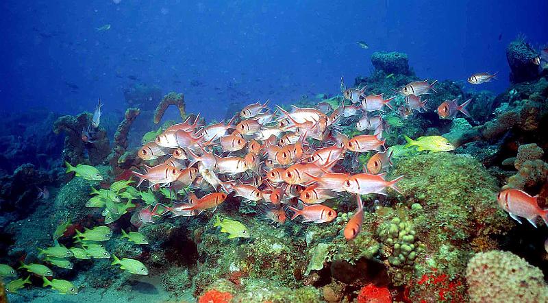 3 pointes FISHES_2.JPG